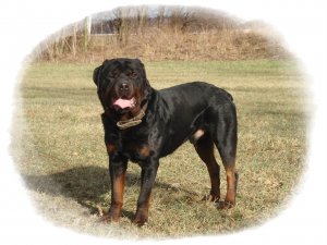 Rottweiler