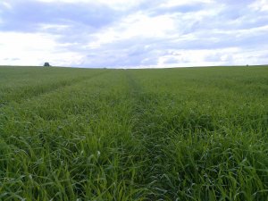 Jęczmień jary Eunova