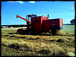 Bizon Super Z056 Żyto