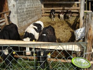 6 byczków pod szopą