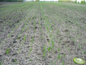 Jęczmień jary NATASIA