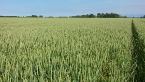 Pszenica Ozima KWS Julius