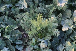 Rzepak ozimy Rohan F1 30.03.2014