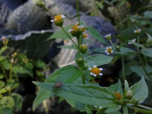 Żółtnica drobnokwiatowa