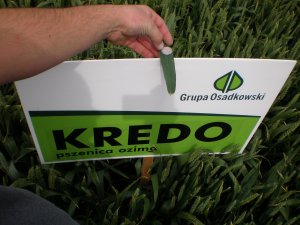 Pszenica Kredo Saaten Union