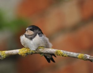 Dymówka, jaskółka dymówka (Hirundo rustica)