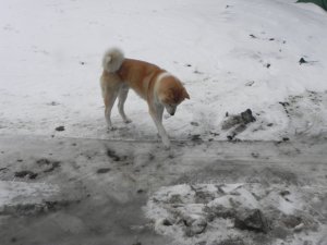 Akita Inu