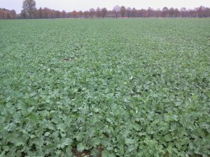 Rzepak Ozimy KWS Sherlock