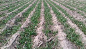 Pszenica ozima Nelson