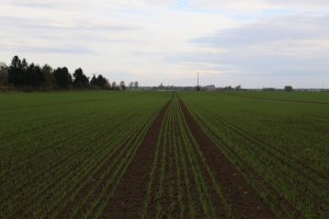 Pszenica ozima Toras 20.10.2013