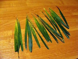 Liście Pszenicy Ozimej