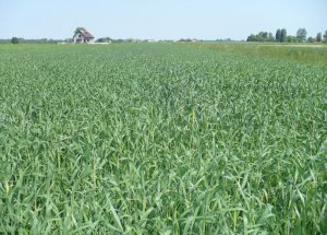 Pszenżyto Jare Legalo