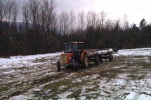 c360 3P I praca Z drzewem