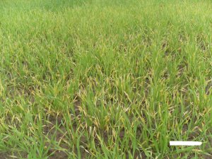 Jęczmień jary Kucyk