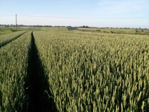 Pszenica Ozima Meteor