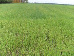 Jęczmień jary Kucyk