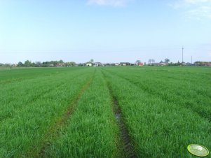 Żyto Hybrydowe Visello