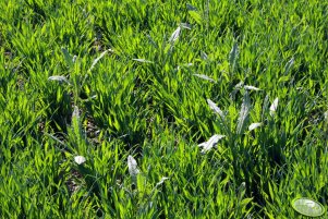 Pszenica ozima Toras 05.05.2013