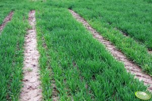 Pszenica ozima Toras 02.05.2013