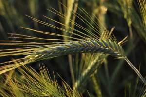 Kłos Pszenżyta Moderato