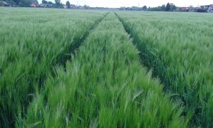 Hybrydowy jęczmień ozimy hobbit