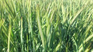 Żyto hybrydowe visello