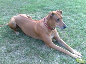 Rhodesian ridgeback