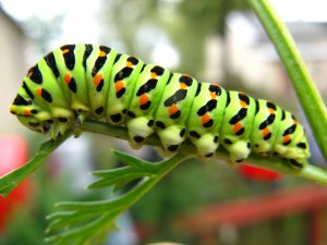 gąsienica w marchwi