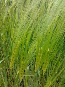 Jeczmień ozimy Hobbit