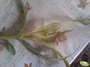 Kukurydza Opoka - problem