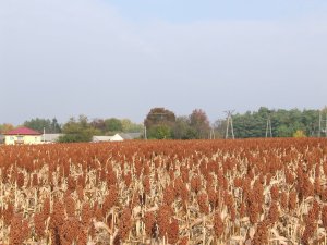 Sorgo