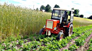 Władimirec T-25 i Żyto