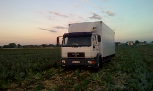 MAN a w tle kalafior