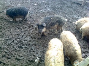 Mangalica