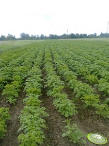 Ziemniaki Vineta w CA