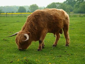 Highland Cattle