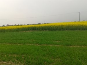 Rzepak.
