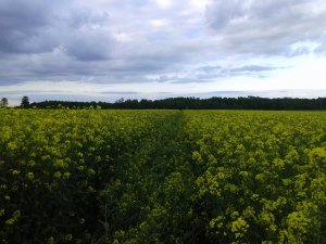 Rzepak Ozimy - Scherlock