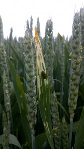 Skrzypionka zbożowa