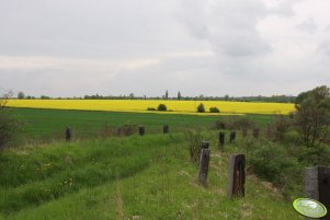 Jęczmień ozimy 12.05.2013