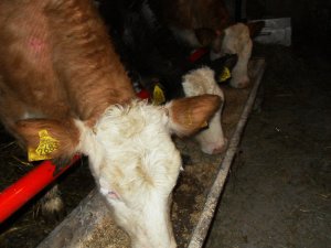 Jałówki Simentalskie