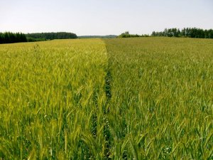 Pszenżyto Tulus i Borwo