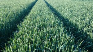 Pszenica ozima Ozon.