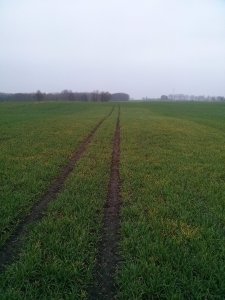 Jęczień oz. KWS Meridian