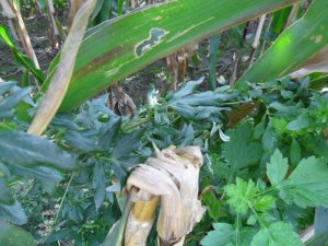 omacnica prosowianka