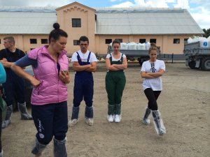 Szkolenie z przygotowania bydła do wystaw