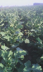 Rzepak ozimy  sy kolumb