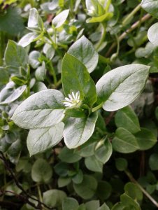 Gwiazdnica pospolita