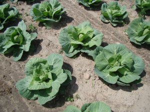 Kapusta Gregorian F1