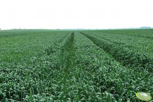 Pszenica ozima TORAS